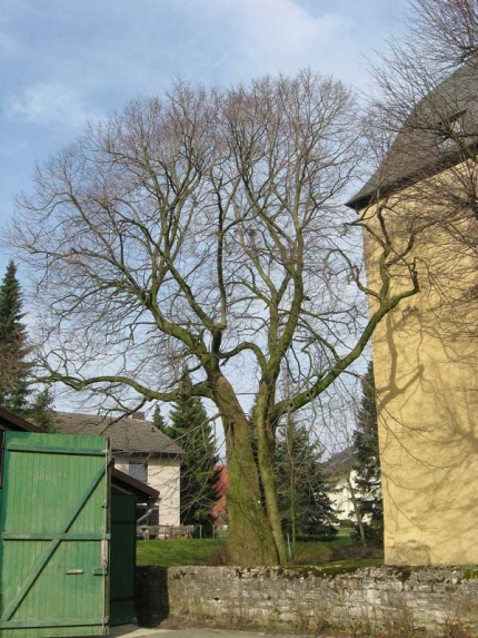 Bild 3 von Linde an der Alten Kirche